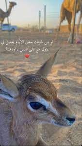 pin by الم ـغـرومـهه on ʀᴀɴᴅᴏᴍ シ movie quotes funny cover photo quotes girly images