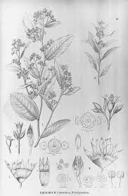 Image result for Parinari excelsa