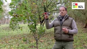 Was das bedeutet und was sie. Obstbaume Schneiden Teil 1 Grundlagen Youtube