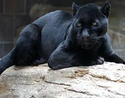 Black panther is a movie starring chadwick boseman, michael b. What Is A Panther Black Panther Fascinating Animals