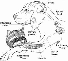 A guide for health professionals. Rabies Information Animals Treatment Guide