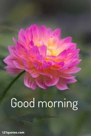 100 Good Morning Images With Flowers To Brighten Her Day