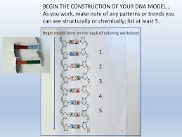 It is often called the control center because it controls all the activities of the cell including cell reproduction. Dna Ppt Download