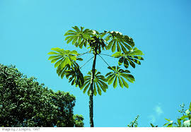 Image result for Cecropia