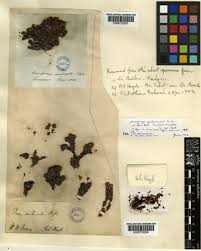 Image result for Pycreus cuanzensis