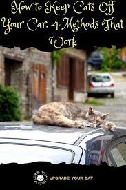 How To Keep Cats Off Your Car 4 Methods That Work Upgrade Your Cat Cat Repellant Outdoor Cats Cat Repellant