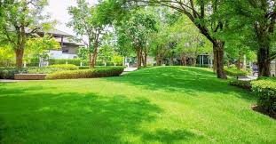 Tue may 08, 2018 6:04 pm. Zoysia Grass Everything You Need To Know To Grow And Care Geartrench