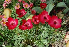 Pacific Bulb Society Anemone Anemone Anemone Flower Flowers