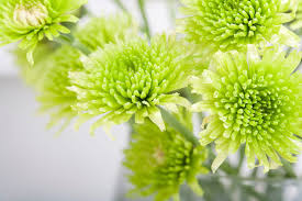 Check spelling or type a new query. 10 Green Flowers To Grow In Your Garden