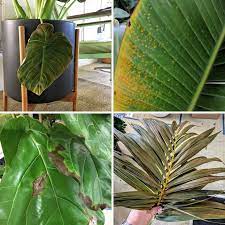 Plant Check Up Time That Yellowing Browning Ripped Soggy Crispy Etc Leaf Is Not Turning Back To Green Plants Are Living Plants Plant Care Plant Leaves