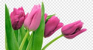 window blinds & shades light curtain