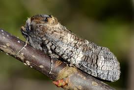 Image result for Cossus cossus