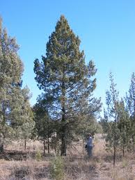 Image result for Callitris