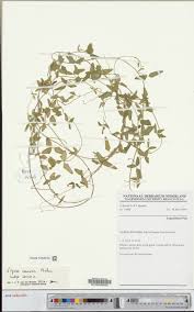 Image result for Vigna comosa