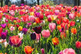 Jetzt pflanzen für einen traumgarten im frühling. Tulpen Richtig Pflegen Hausinfo