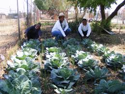 The tiger (panthera tigris) is the largest living cat species and a member of the genus panthera. New Partner Revealed For Eduplant Programme In 2020 Tiger Brands Food Trees For Africa