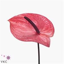 Pin On Anthuriums Flamingo Flower