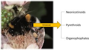 Due to ethical reasons, not all pest control companies will treat for bees so you. Assessing The Acute Toxicity Of Insecticides To The Buff Tailed Bumblebee Bombus Terrestris Audax Sciencedirect