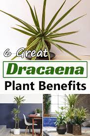 6 Great Dracaena Plant Benefits Proven In Studies Dracaena Plant Plant Benefits Plants