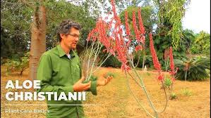 Image result for Aloe cameronii × christianii