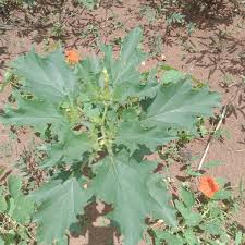 Image result for Solanum cyaneopurpureum