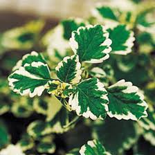 Image result for Plectranthus swynnertonii