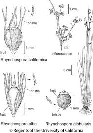 Image result for Rhynchospora gracillima