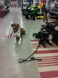 We did not find results for: Advanced Dog Training In St Louis Canine Life Skills