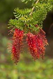 Grevillea Bipinnatifida Jingle Bells Jingle Bells Flowers Jingle