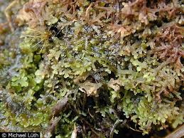 Image result for Wolffiella welwitschii