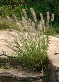 Image result for Cenchrus setaceus