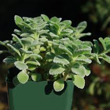 Image result for Coleus buchananii