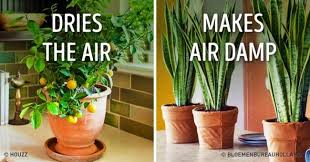 Jika tanaman ini anda letakkan dalam ruangan rumah maka akan membersihkan udara dari benzene dan formalin yang dikeluarkan oleh produk cat atau produk kebersihan. 10 Tanaman Hias Dalam Rumah Yang Selain Cantik Juga Menyegarkan Udara Dalam Ruangan