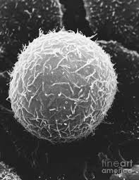 Maybe you would like to learn more about one of these? Typical Animal Cell Sem Photograph By David M Phillips