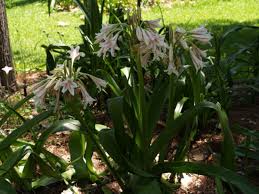 Image result for Crinum harmsii