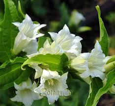 Image result for Gentiana asclepiadea alba