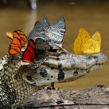 Check spelling or type a new query. Caiman Butterfly Crown Meme Generator Imgflip