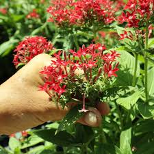 Image result for Pentas