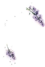 Purple Flowers On A White Background Flower Background Iphone White Iphone Background Purple Flowers Wallpaper