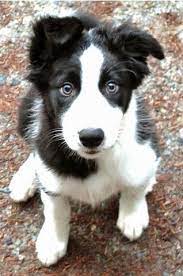 Http Sweetbabydogs Blogspot Com Cute Dogs Puppy Dog Eyes Cute Puppies