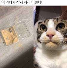 웃긴사진 웃음 지뢰 동물짤 웃긴 짤 모음 네이버 블로그 웃긴 고양이 사진 고양이 종류 재미있는 고양이 사진