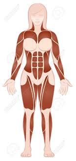 Stapedius muscle is the smallest muscle of human body. Muscle Groups Of A Muscular Female Body With Pecs Abs Deltoids Royalty Free Cliparts Vectors And Stock Illustration Image 86381031