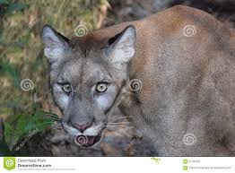 Visit espn to view the florida panthers team roster for the current season. Gefahrdeter Florida Panther Stockfoto Bild Von Puma Katzenartig 61767622