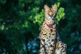 All our kittens are raised with love and bottle fed up to 12 weeks of age. Why Are F1 Savannah Cats So Expensive Elite Veterinary Care