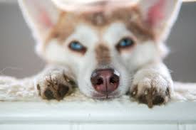 For australia, the ee20 diesel engine was first offered in the subaru br outback in 2009 and subsequently powered the subaru sh forester, sj forester and bs outback. Can You Identify A Dog By Its Nose Print Hellobark