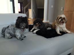 Scarlet Dixie And Cuffs With Images Shih Tzu