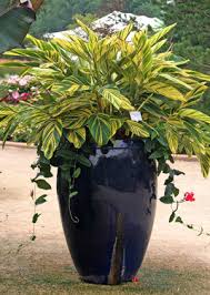 Variegated shell ginger combines these characteristics or striking color and bold texture in one plant. Variegated Shell Ginger Alpinia Zerumbet Variegata Wisconsin Horticulture