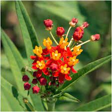 5 out of 5 stars (2,797) $ 1.89. Bloodflower Mexican Milkweed Seeds Asclepias Curassavica Seed Needs Llc