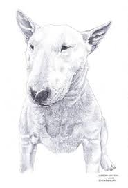 Black And White Bull Terrier White Bullterrier Drawing Bullterrier Englischer Bullterrier Urkomische Tiere