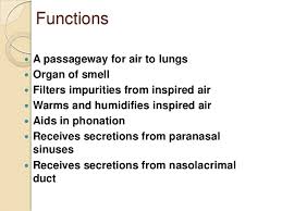 Air enters the nasal cavity from the outside through two openings: Nasal Cavity And Paranasal Sinuses